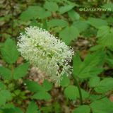 Actaea asiatica