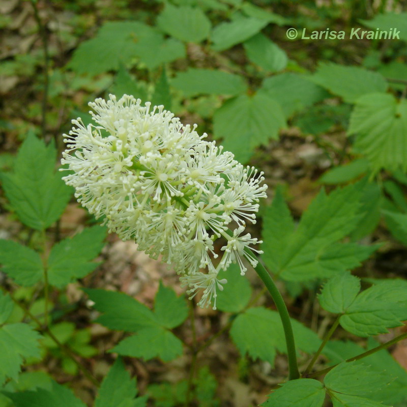 Image of Actaea asiatica specimen.