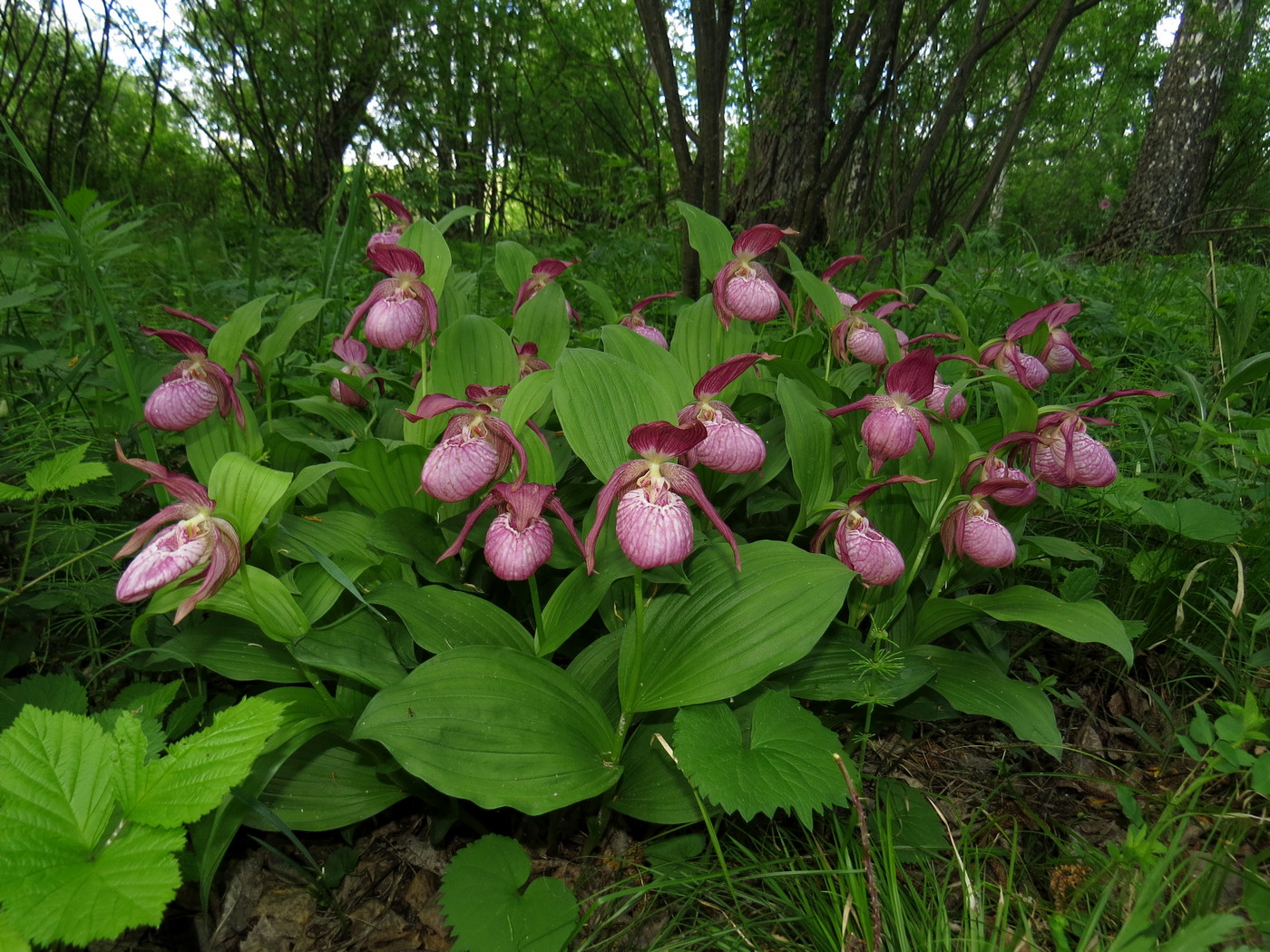 Image of Cypripedium &times; ventricosum specimen.