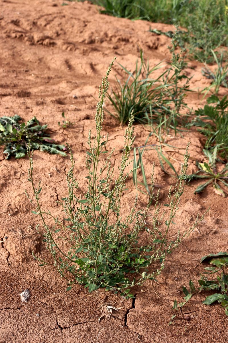 Image of Chenopodium striatiforme specimen.