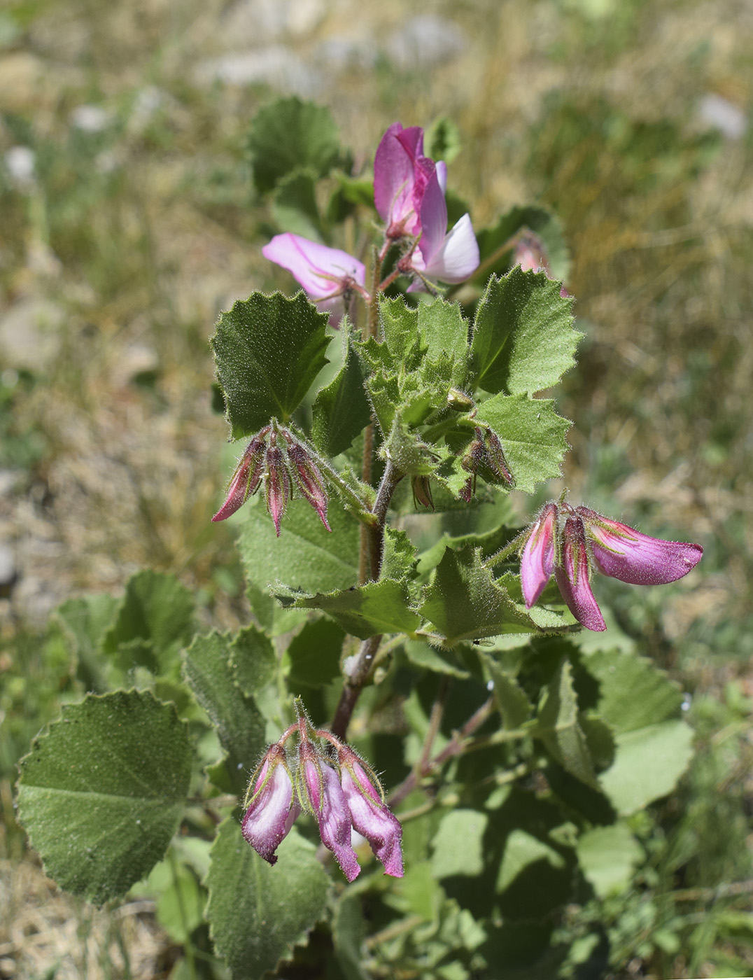 Image of Ononis rotundifolia specimen.