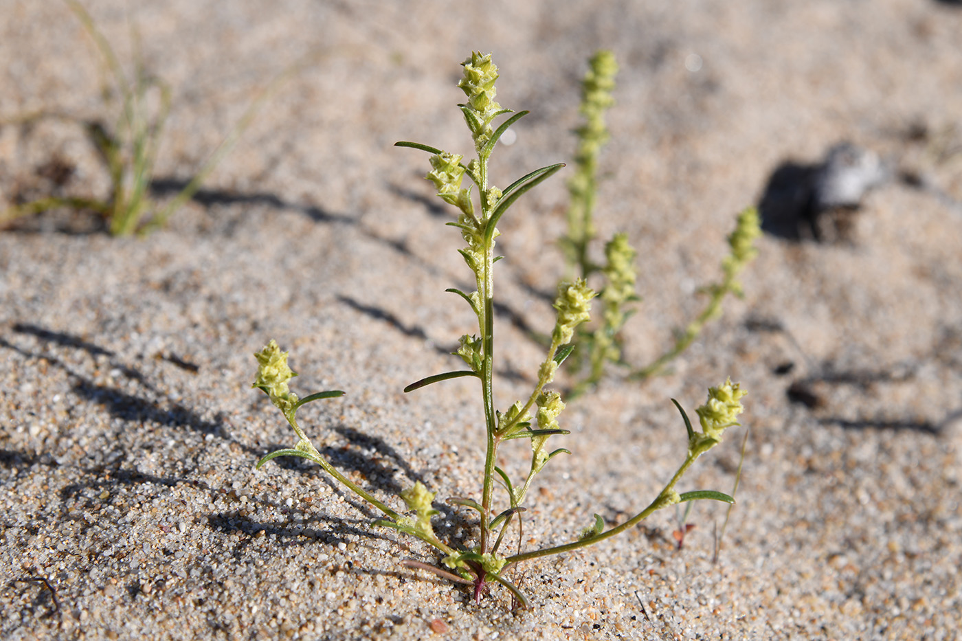 Изображение особи Corispermum ulopterum.