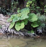 Petasites hybridus