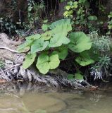 Petasites hybridus