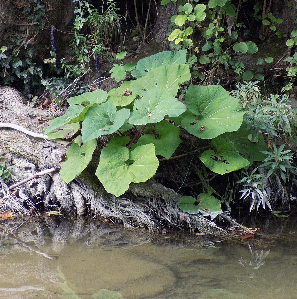 Image of Petasites hybridus specimen.