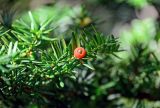 Taxus cuspidata. Верхушка веточки с фруктификацией. Курильские о-ва, о-в Кунашир, вулкан Менделеева, ≈ 800 м н.у.м., смешанный лес. 21.08.2022.