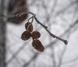 Alnus glutinosa. Верхушка веточки с соплодиями. Пермский край, Лысьвинский р-н, камень Великан, берег реки. 18.02.2023.