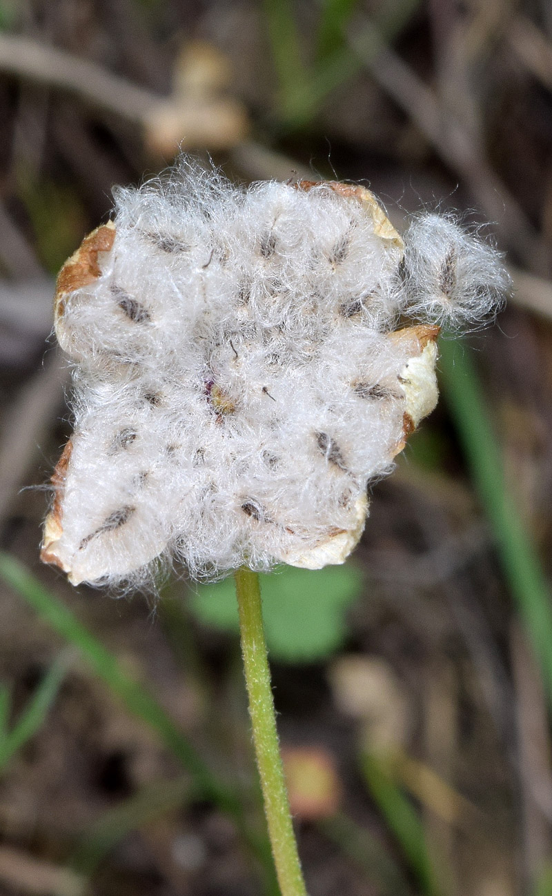 Image of Anemone tschernaewii specimen.