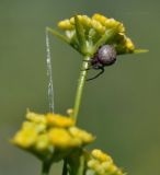 Bupleurum komarovianum. Верхушка побега с соцветием (вид снизу) и охотящимся(?) пауком. Приморский край, Уссурийский гор. округ, окр. с. Монакино, поляна в широколиственном лесу на небольшой сопке. 22.07.2021.