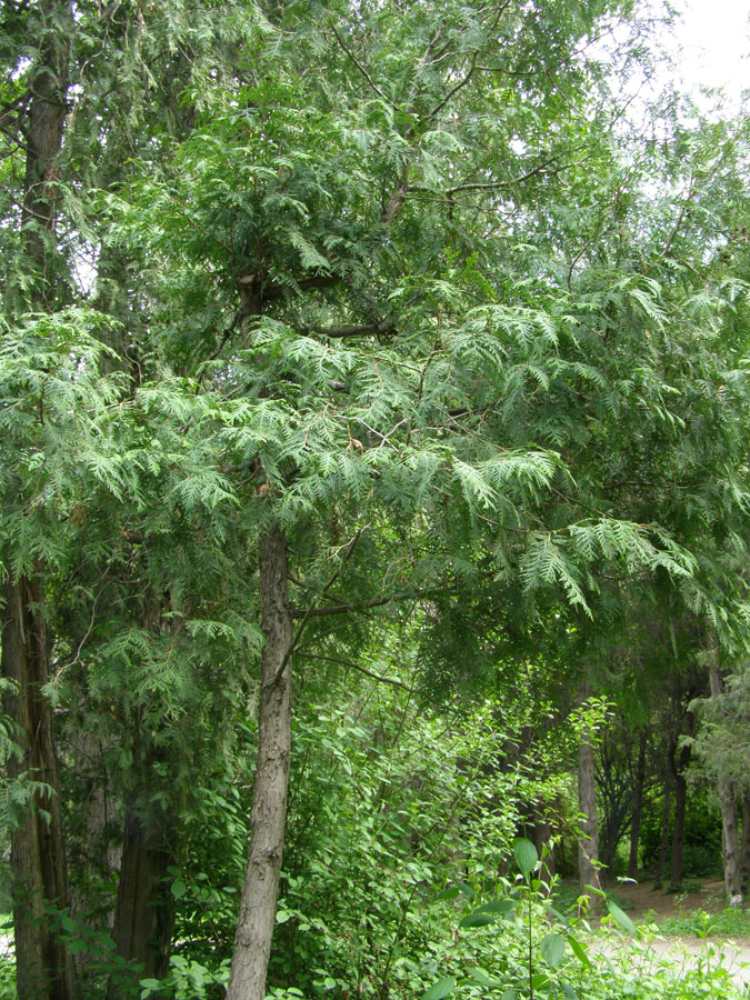 Изображение особи Thuja koraiensis.