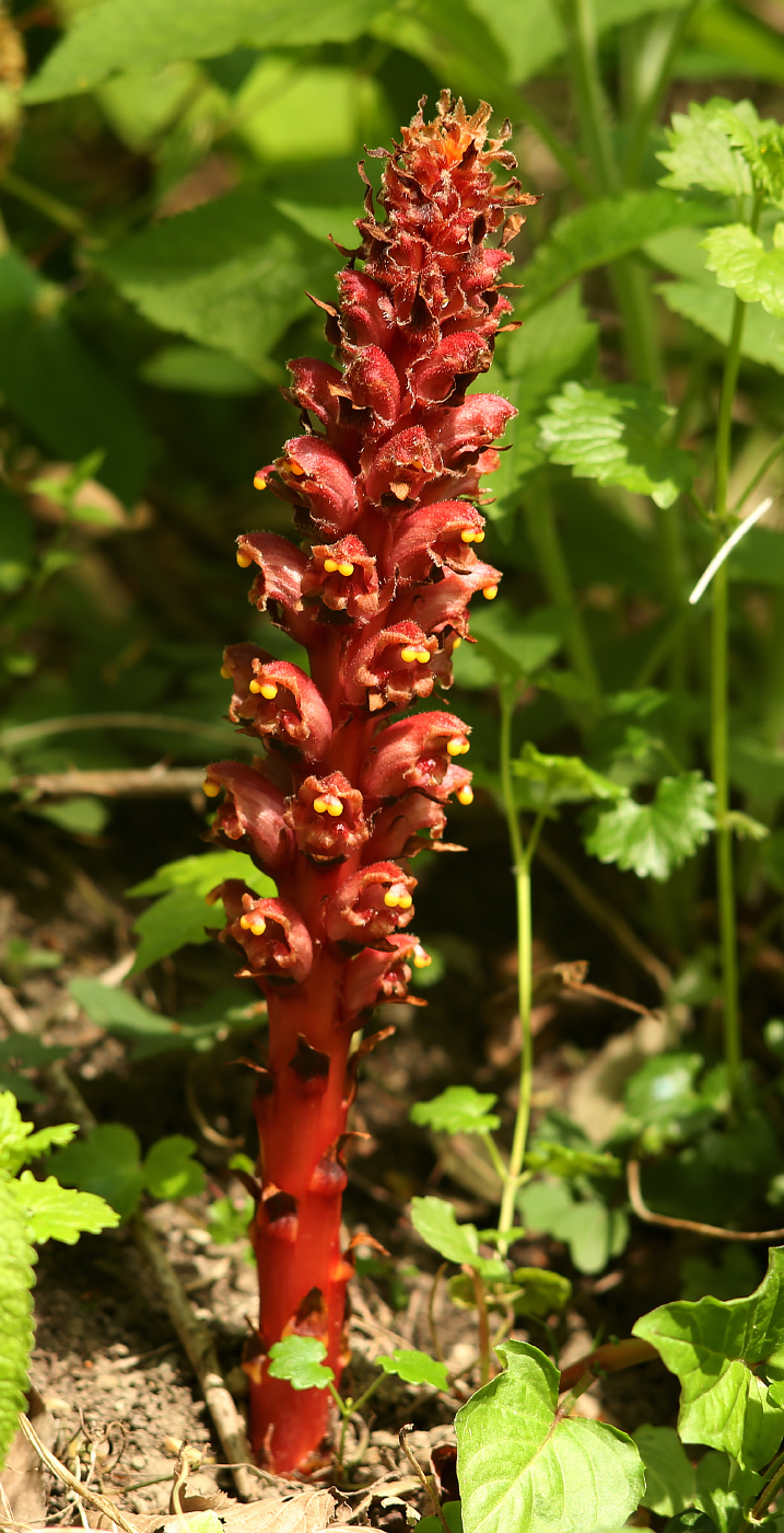 Image of Orobanche colorata specimen.