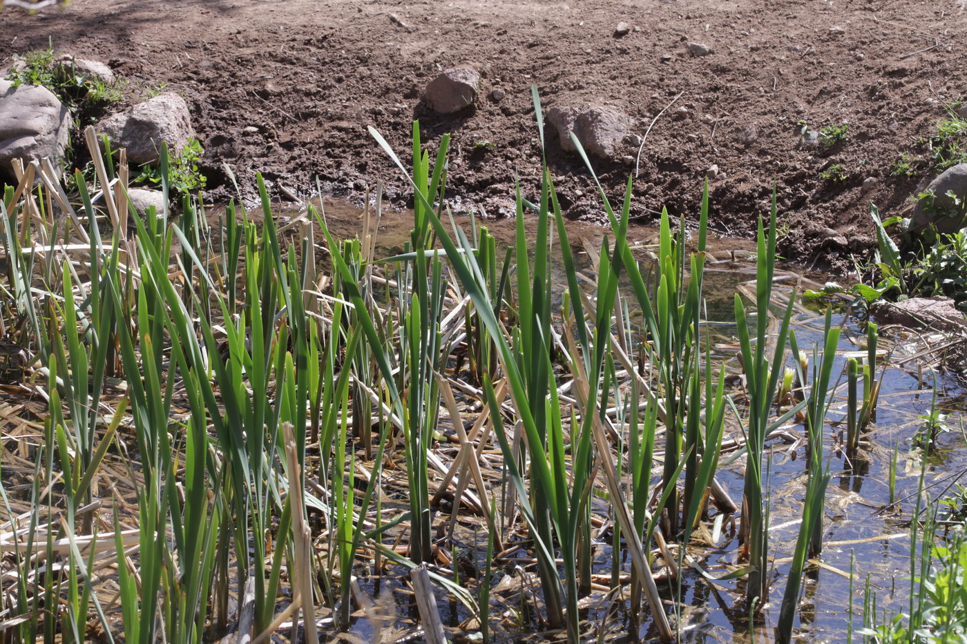 Изображение особи род Typha.