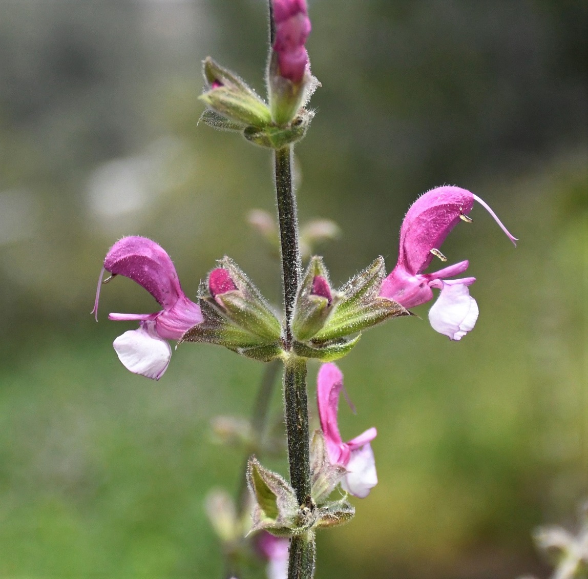 Изображение особи Salvia hierosolymitana.