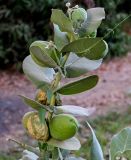 Calotropis procera