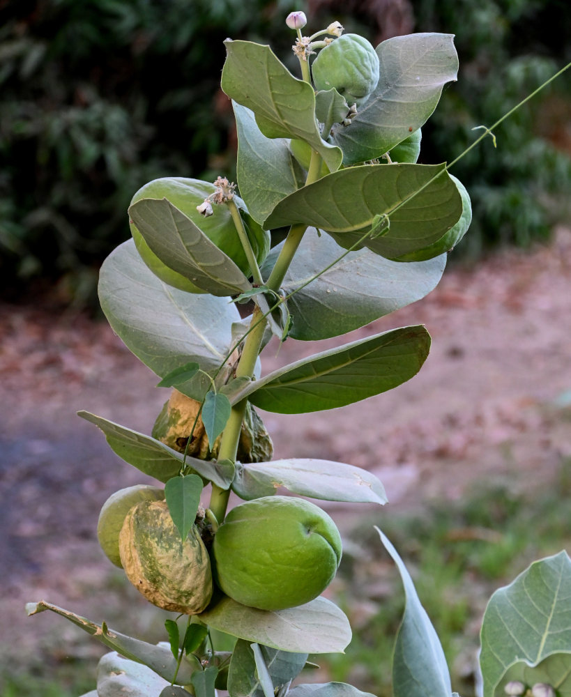 Изображение особи Calotropis procera.