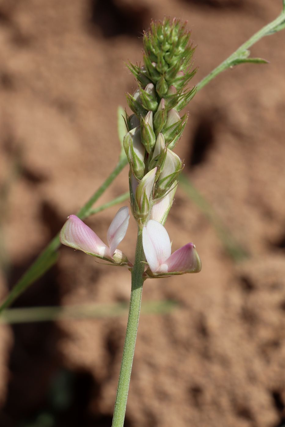 Image of Hedysarum taschkendicum specimen.