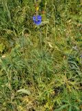 род Delphinium