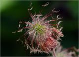 Geum rivale