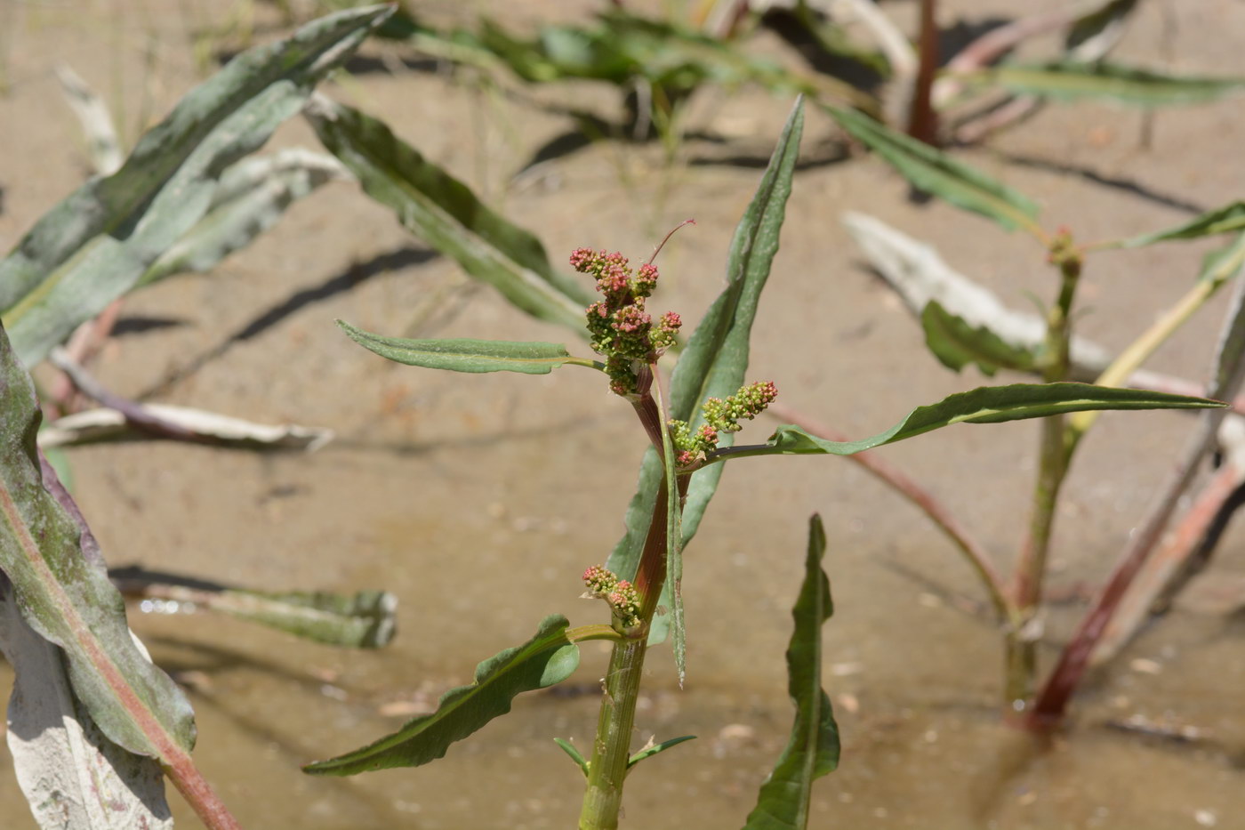 Изображение особи семейство Polygonaceae.