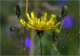 Hieracium umbellatum