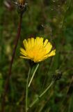 род Hieracium
