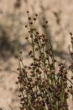 Juncus alpino-articulatus