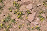 Potentilla orientalis