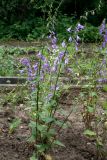 Campanula rapunculoides