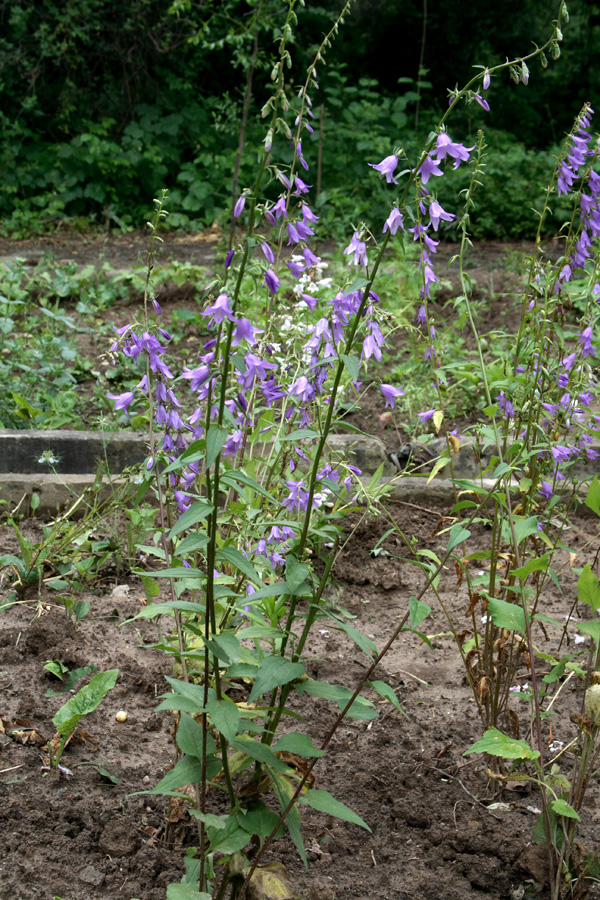 Изображение особи Campanula rapunculoides.