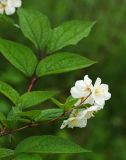 Philadelphus tenuifolius