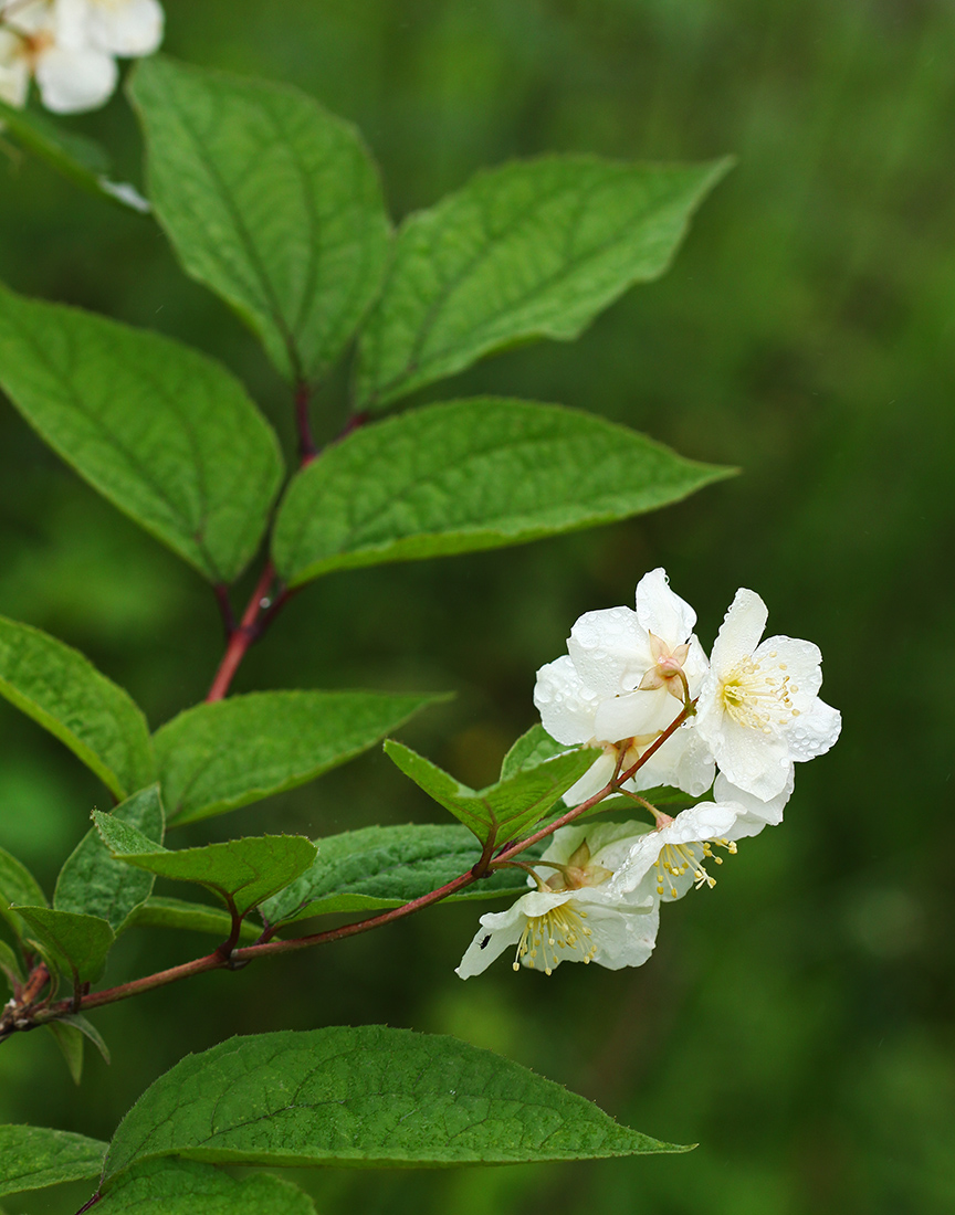 Image of Philadelphus tenuifolius specimen.