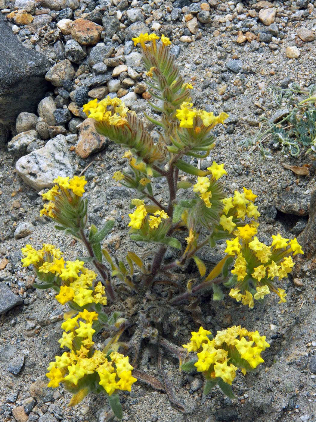 Image of Arnebia guttata specimen.