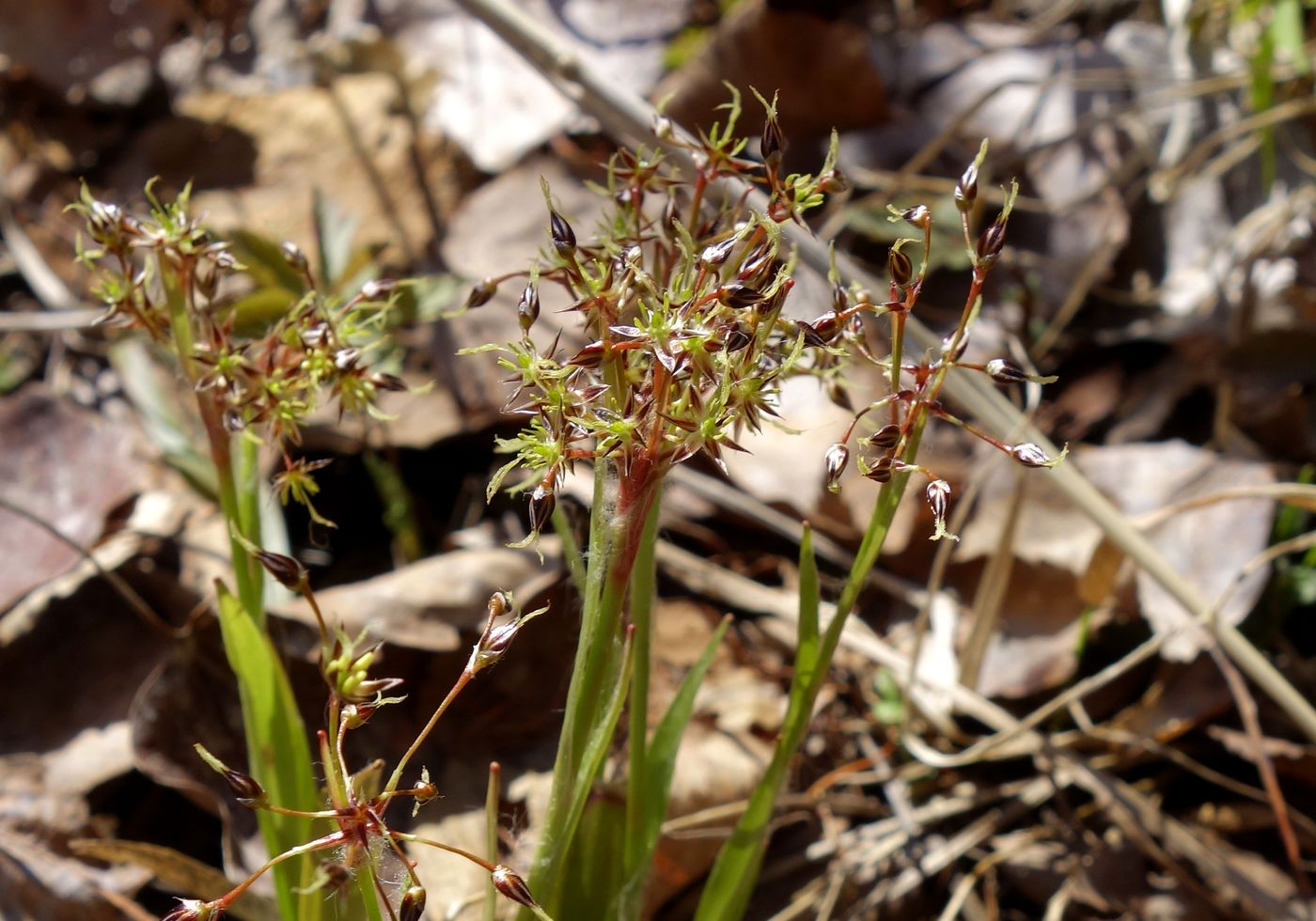 Image of Luzula pilosa specimen.