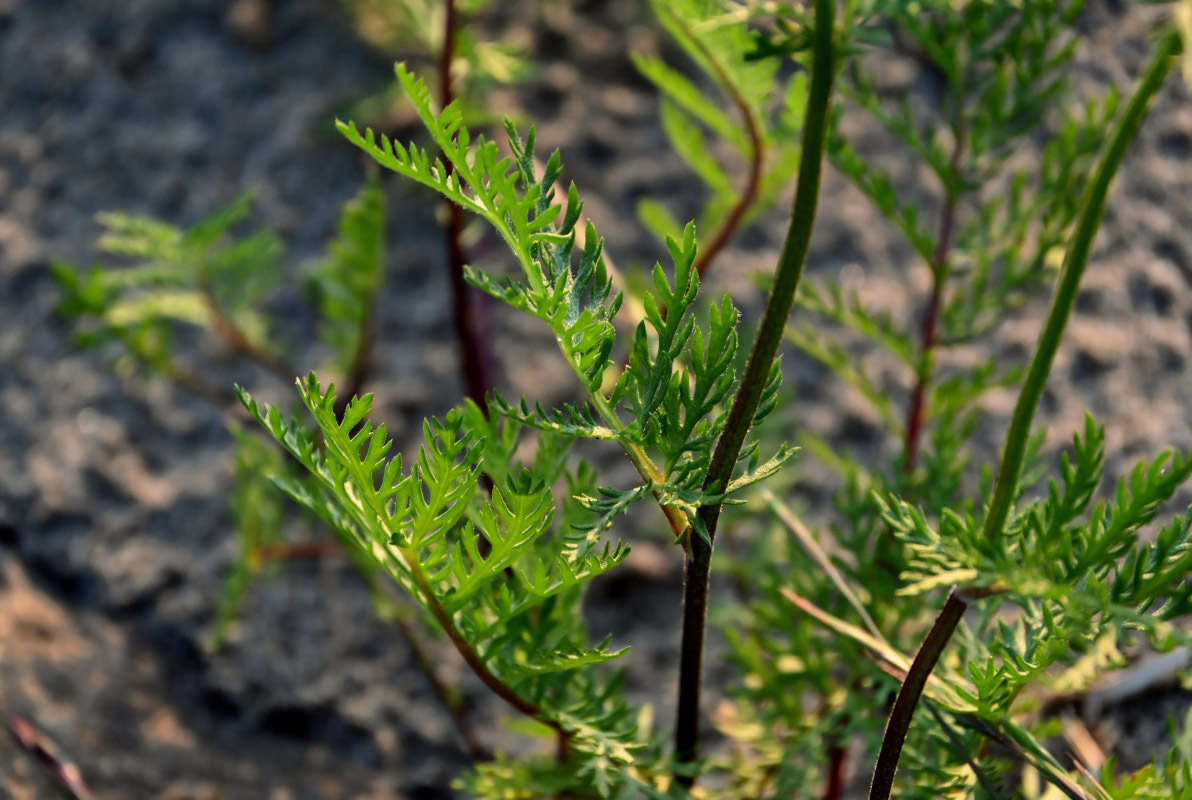 Изображение особи Tanacetum bipinnatum.