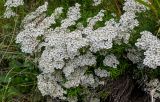 Achillea ptarmicifolia. Верхушки цветущих растений. Чечня, Веденский р-н, берег оз. Кезенойам, ≈ 1800 м н.у.м., луговой склон. 25.07.2022.