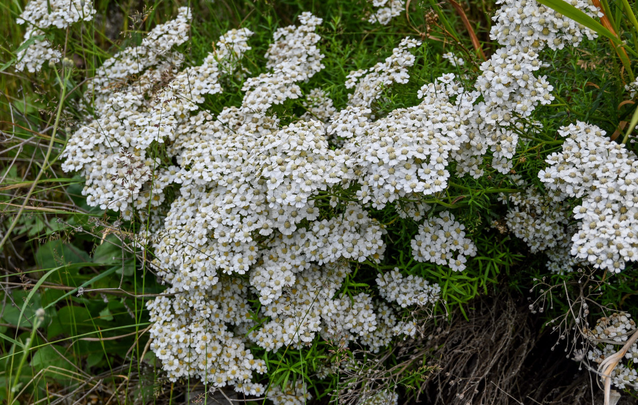 Изображение особи Achillea ptarmicifolia.