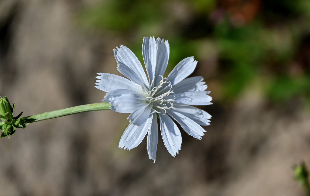 Image of Cichorium intybus specimen.