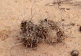 Astragalus caprinus. Отмерший побег отплодоносившего растения. Египет, окр. г. Эль-Дабаа, фригана. 23.12.2023.