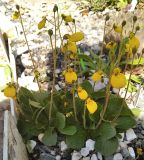 Calceolaria biflora