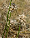 genus Allium. Верхушки побегов с соплодиями. Оренбургская обл., Беляевский р-н, Донской сельсовет, Долгие Горы, степной склон. 5 сентября 2023 г.