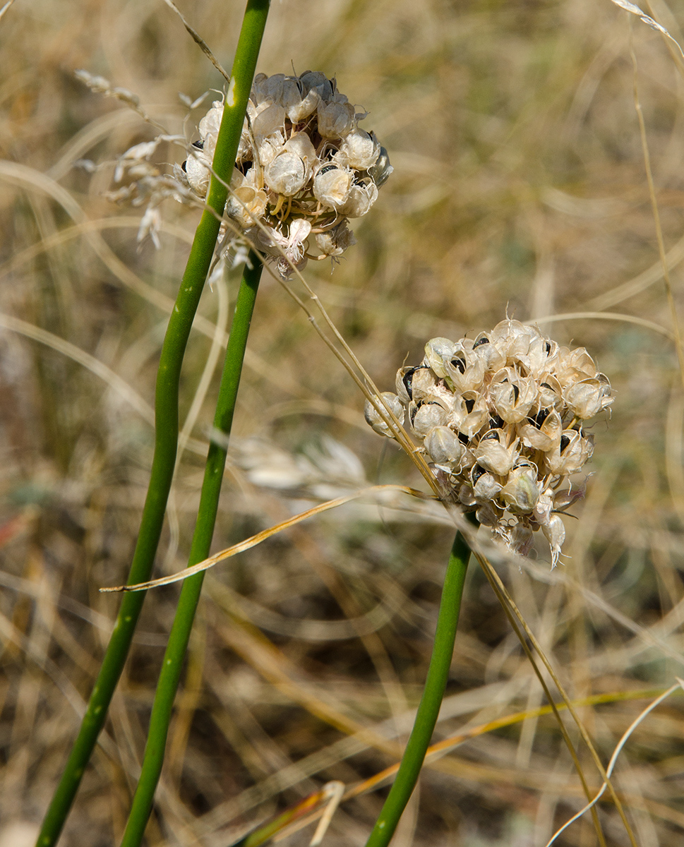 Image of genus Allium specimen.