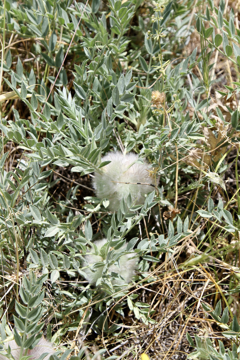 Изображение особи Astragalus lasiostylus.