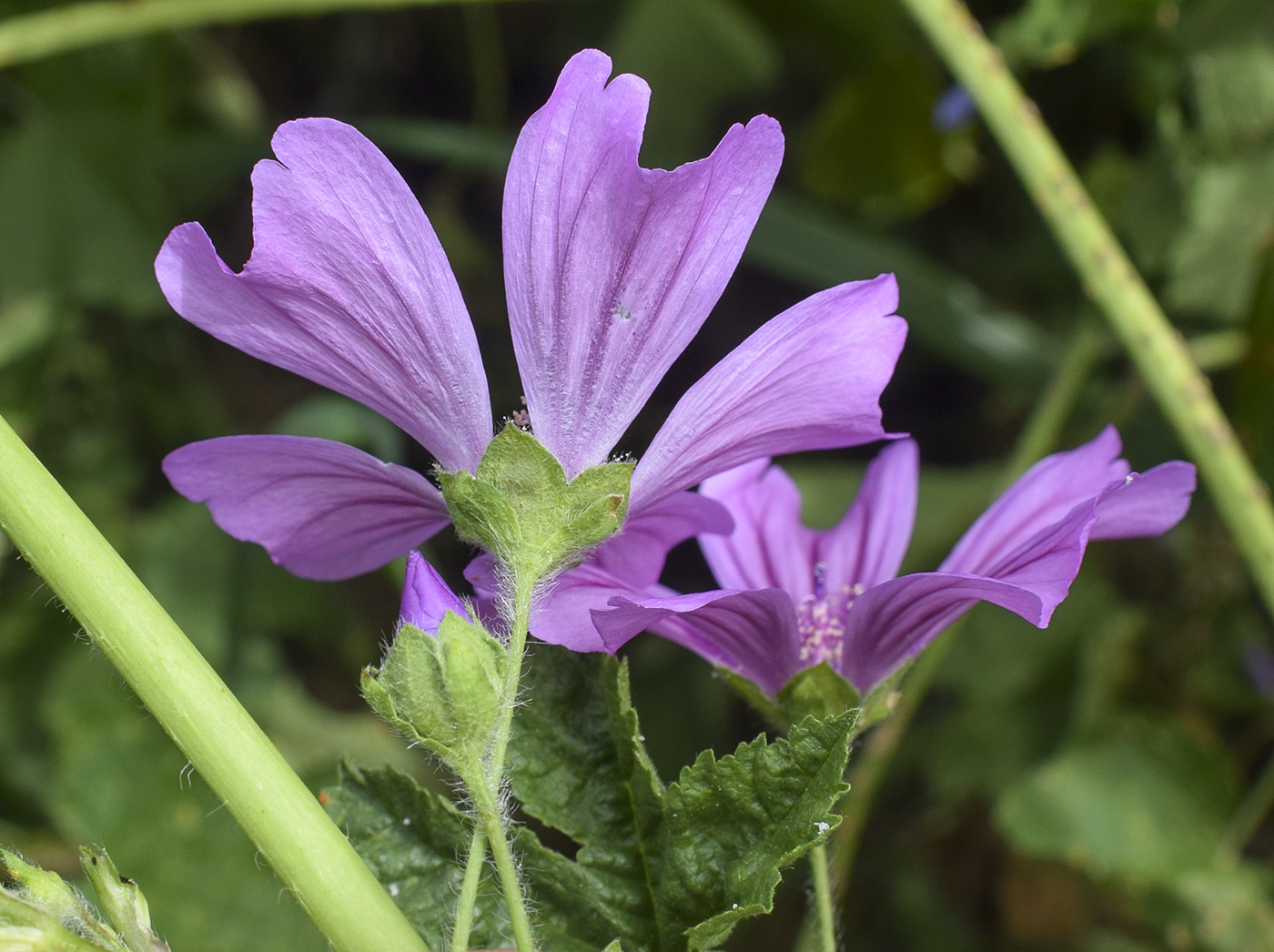 Изображение особи Malva sylvestris.