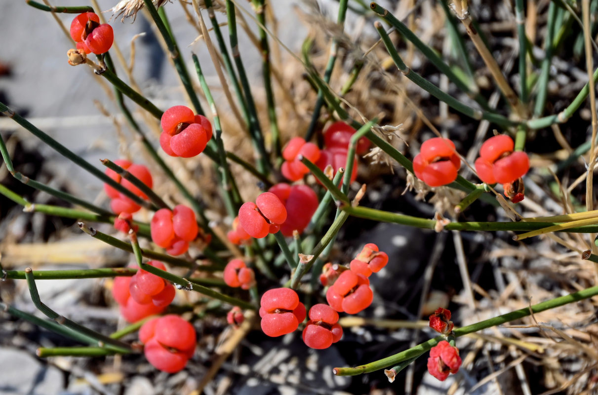 Изображение особи Ephedra distachya.