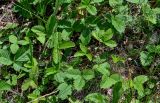 Fragaria viridis. Растения с завязавшимися плодами. Оренбургская обл., Кувандыкский гор. округ, Карагай-Губерлинское ущелье, луговой склон. 04.07.2023.