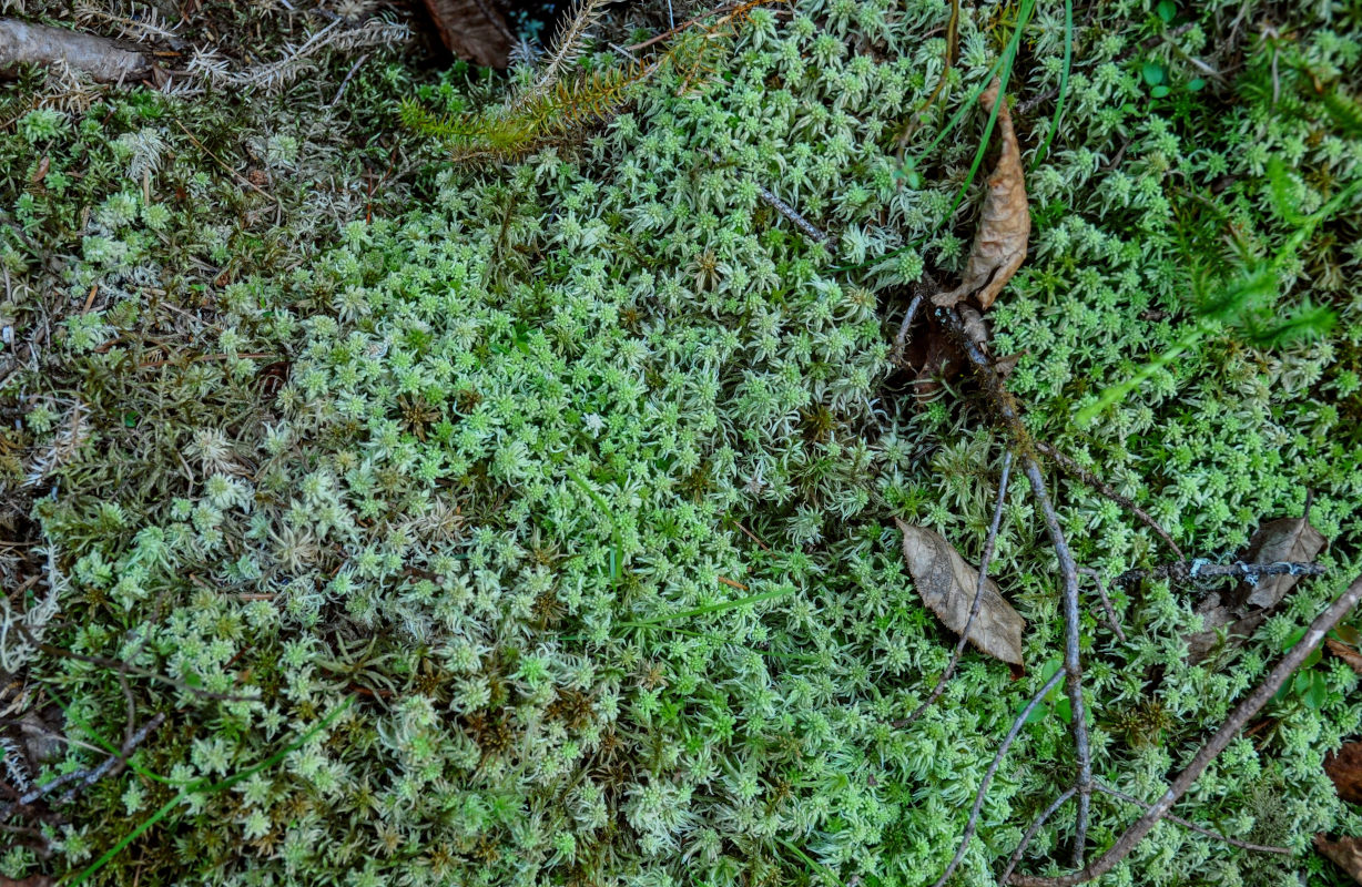 Изображение особи род Sphagnum.