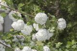 Viburnum form roseum