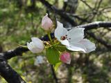 Pyrus ussuriensis