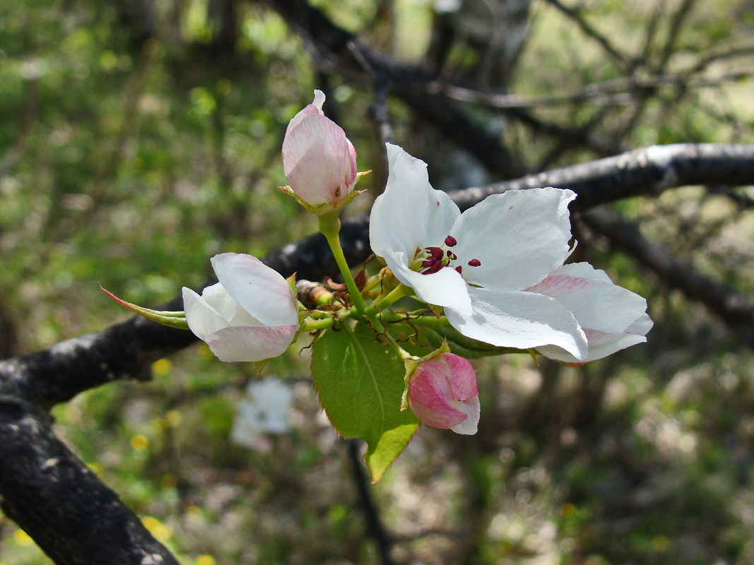 Image of Pyrus ussuriensis specimen.