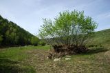 genus Ulmus